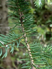 Picea glauca