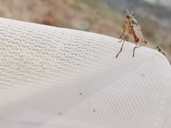 Dichetophora obliterata