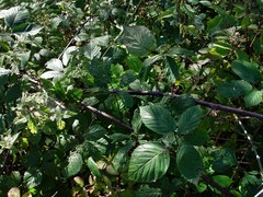 Rubus echinatoides