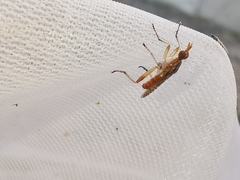 Dichetophora obliterata