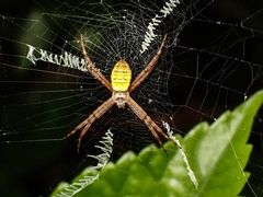 Argiope aemula