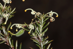 Grevillea pilulifera