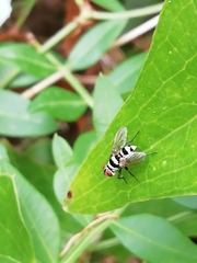 Anthomyia illocata