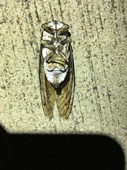 Neotibicen tibicen tibicen