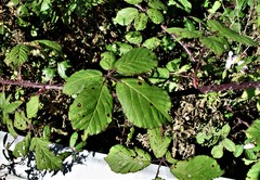 Rubus rubritinctus