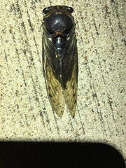 Neotibicen tibicen tibicen