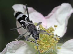 Chlorophorus figuratus