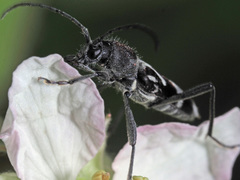 Chlorophorus figuratus