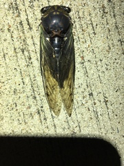 Neotibicen tibicen tibicen