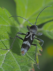 Chlorophorus figuratus