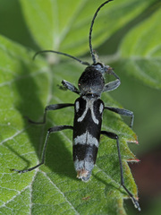 Chlorophorus figuratus