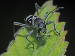 Chlorophorus figuratus