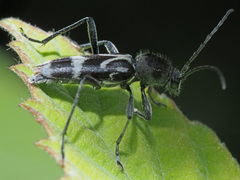 Chlorophorus figuratus
