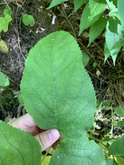 Aralia racemosa