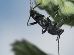 Chlorophorus figuratus