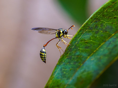 Eustenogaster micans