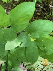 Aralia racemosa