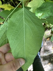 Aralia racemosa