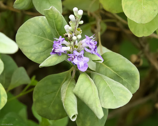 Beach Vitex (Species found on Bishop Museum Campus) · BioDiversity4All