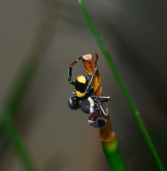 Stegodyphus tibialis