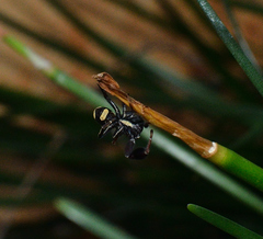 Stegodyphus tibialis