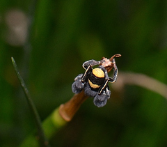 Stegodyphus tibialis