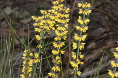 Sphaerolobium medium