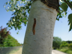 Notodonta dromedarius