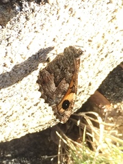 Hipparchia aristaeus