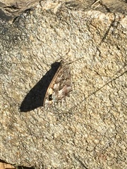 Hipparchia aristaeus