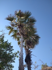 Copernicia prunifera