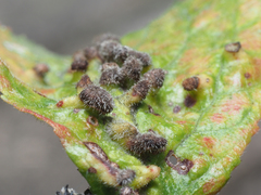 Eriophyes prunianus