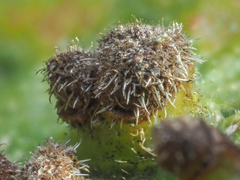Eriophyes prunianus