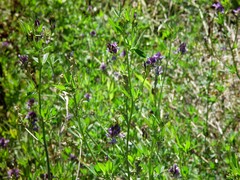 Medicago sativa sativa