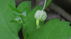 Ceratiosicyos laevis