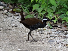 Gallirallus torquatus