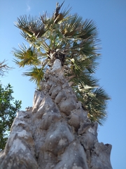 Copernicia prunifera