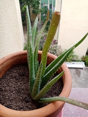 Aloe