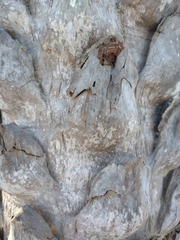 Copernicia prunifera