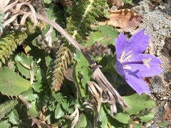 Campanula piperi