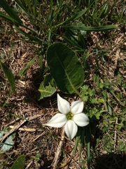 Jaborosa integrifolia