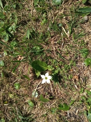 Jaborosa integrifolia