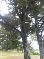 Pinus contorta contorta