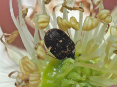 Anthrenus fuscus