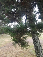 Pinus contorta contorta