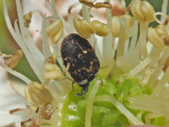 Anthrenus fuscus