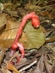 Monotropa coccinea