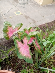 Caladium bicolor