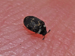 Anthrenus fuscus