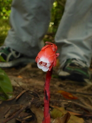 Monotropa coccinea